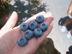 blueberry_nihsida_021
