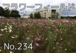 flower_field_000