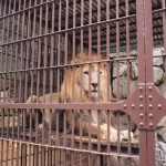 ikeda_zoo_118