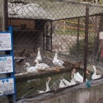 ikeda_zoo_146