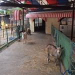 ikeda_zoo_153