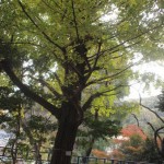 ikeda_zoo_167